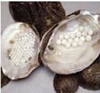 【連云港市珍珠加工加盟,創(chuàng)業(yè)加盟好項目】價格,廠家,珍珠母貝工藝品-搜了網(wǎng)